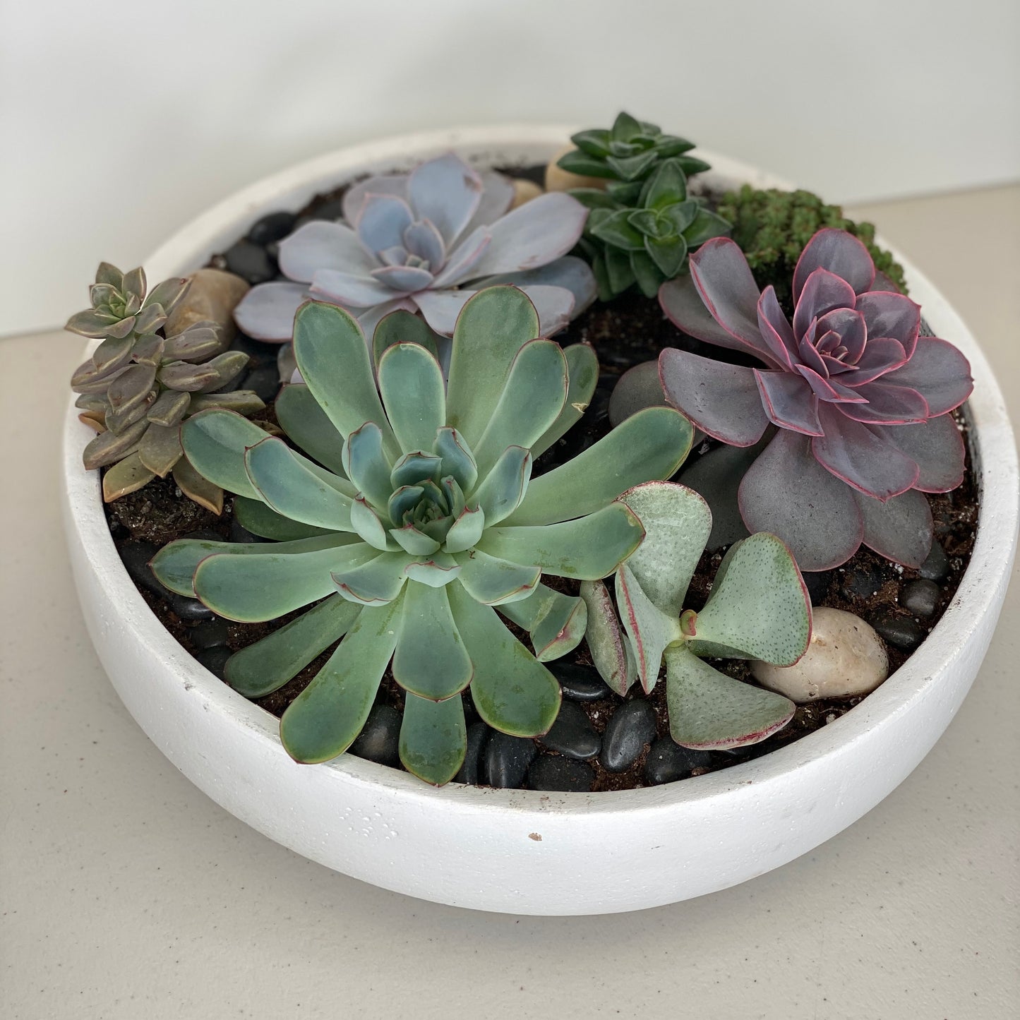 Succulent Dish Garden