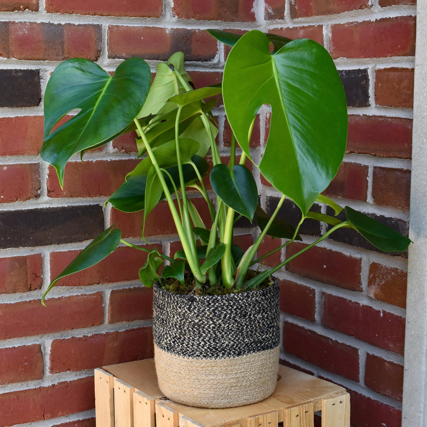 Monstera Plant