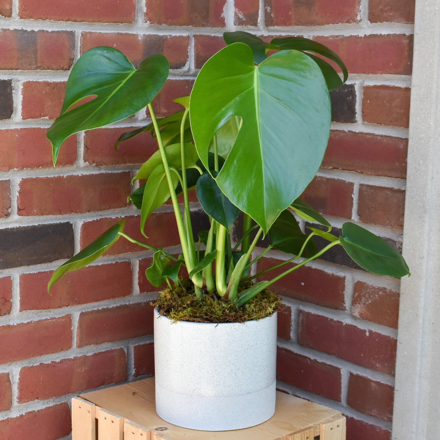 Monstera Plant