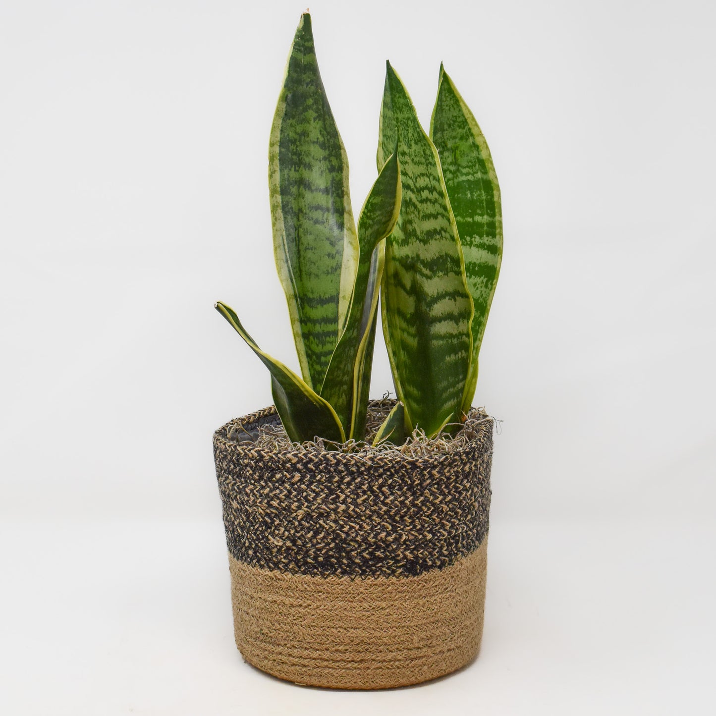 Snake Plant
