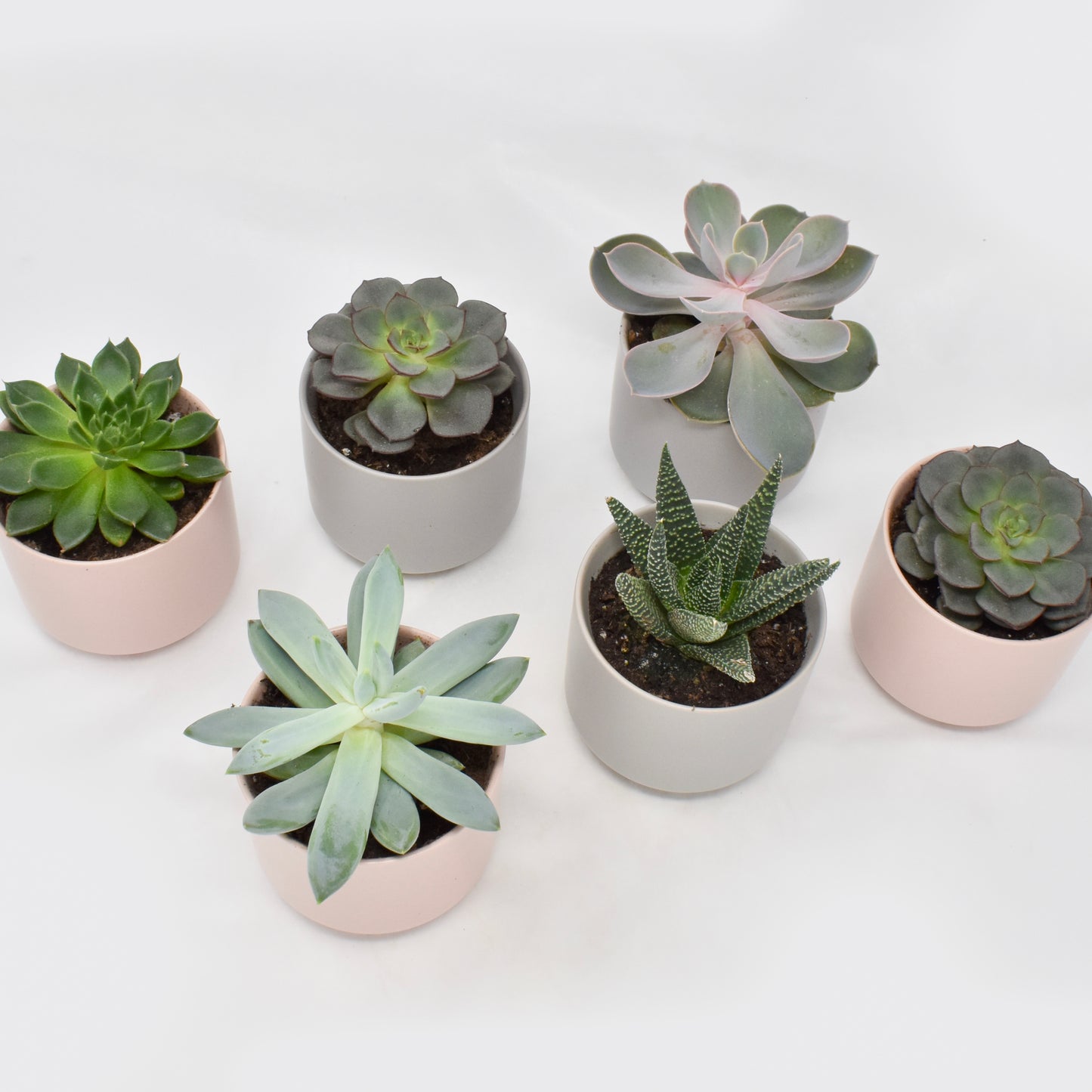 Mini Succulent Trio